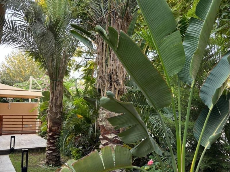 Villa Hyde Park - Pergola